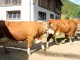 Los gehts!
06-kuehe