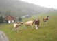 Zusammenwarten auf der Wiese
09-almabtrieb-zusammenwarten