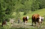 mit der Buerin die Khe auf die Alm treiben
02-kuehe-treiben