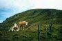 neugierige Khe vorm Stubeck
03-kuehe-stubeck