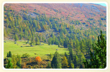 Herbstbeginn Weide im Herbst