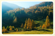 Herbst auf der Alm