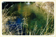 Fischteich