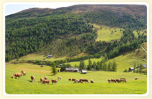 Kühe auf der Alm