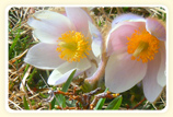 Frühling auf der Alm