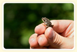 kleiner Frosch
