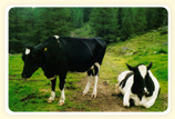 Holstein Kühe