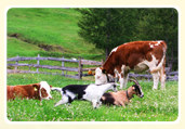 glückliche Tiere grasen auf der Weide Tiere grasen auf der Weide