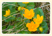 die Sumpfdotterblume - eine Frühlingsbotin Sumpfdotterblume