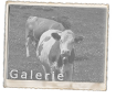 Zur Tier Galerie