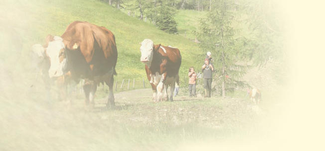 Almurlaub auf der Wansing Alm - Geschichten