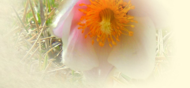 Der Frühling auf der Wansingalm