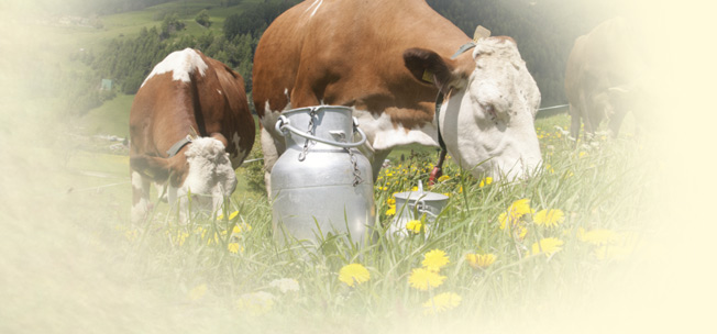 Kärntner Wiesenmilch Wansing Alm